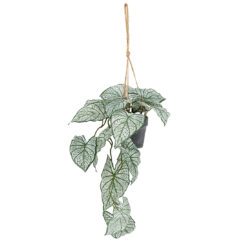 faux varigated caladium training plant with pale green and cream large heart shaped leaves